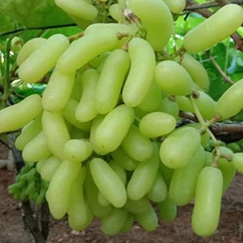 Image of Grape Plant Garden Live Plant Nursery Outdoor Living Plant