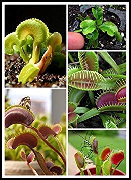 200PCS Dionea Semi Derlook fiori bonsai Pianta in