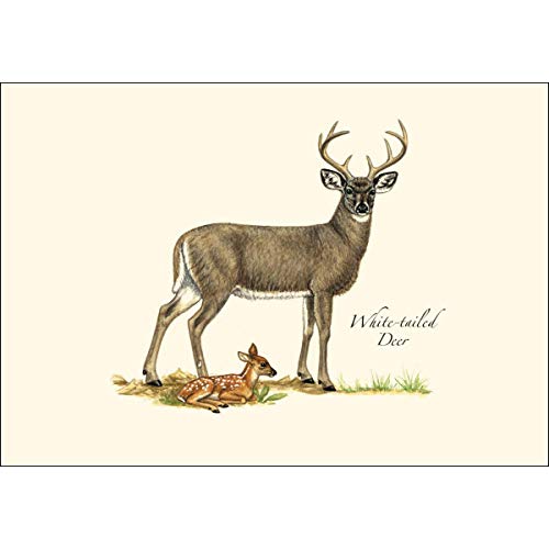 Image of Earth Sky + Water - Mammal Notecard Set - 8 Blank Cards with Envelopes (2 each of 4 styles)