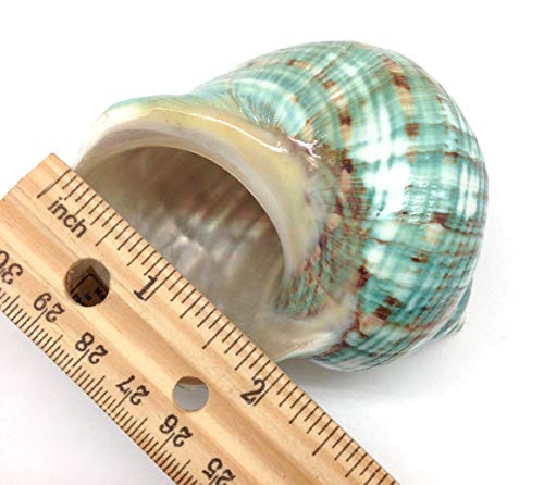 Image of PEPPERLONELY Green Blue Gade Big Turbo Sea Shells, Large Hermit Crab Shells, 3 Inch ~ 3-1 /2 Inch