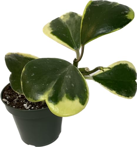 Variegated Hoya Kerrii - Hoya Plants Live Houseplant - Outer Variegated Kerrii - Plant Gift - Air Purifying Features - CA Seller (2-3 Leaves Plant, 4' Pot)