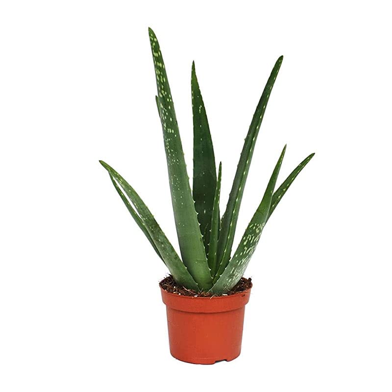 See full amazon price history chart for Green Paradise® Aloe Vera Live Plant Barbadensis Miller aloevera herbal plant Green Paradise® Aloe Vera Live Plant Barbadensis Miller aloevera herbal plant (B09YHZSW6N) Amazon Price History, Amazon Price Tracker