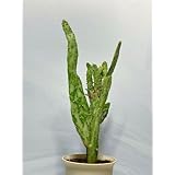 ハツヒノデ うちわサボテン 初日の出 オプンチア 斑入り