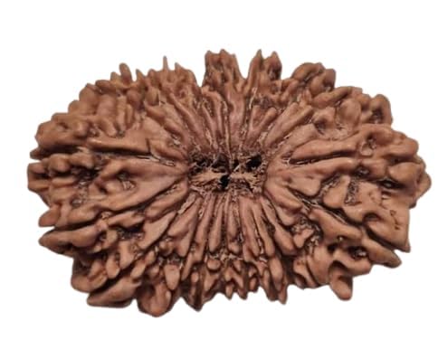 astro cart 19 Mukhi Rudraksha Original Certified Nepali उन्नीस मुखी नेपाली रुद्राक्ष Brown Nineteen Mukhi|Unnis Mukhi Rudraksha Blessed Shiva For Dhyaan-picture-28