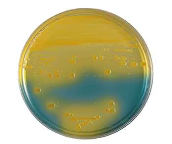 Kiページ 41g-vhoAfEL._UF350,350_QL50_.jpg