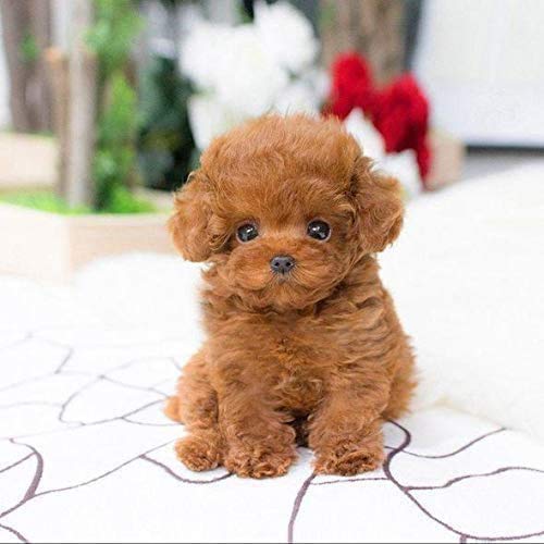 UpdateClassic Realistic Teddy Dog Lucky, Plush Stuffed Animal Puppy Dog, Lifelike Stuffed Pet Toy, Plush Stuffed Animal Puppy Dog for Halloween, Hand Sculpted Polymer Clay Nose, Claws, Paws (A)