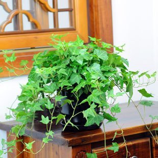 HeiÃŸer Verkauf 30pcs Hedera Helix chinesischer Efeu Samen DIY Hausgartenanlagen in einem vollständigen Preis