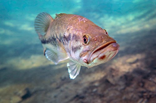 A largemouth bass faces swimming in Ponce de Leon Springs Florida Poster Print by Michael WoodStocktrek Images (34 x 22)