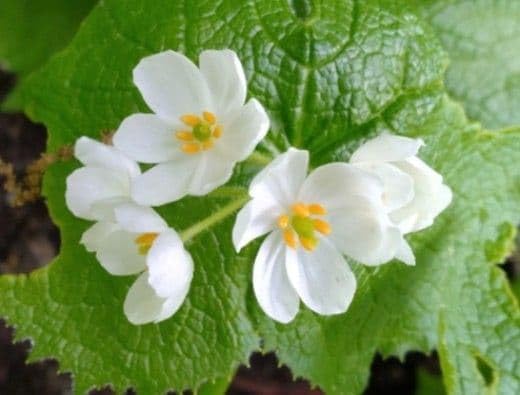 山野草 サンカヨウ 山荷葉 、2株 雨に濡れると半透明になる花 E
