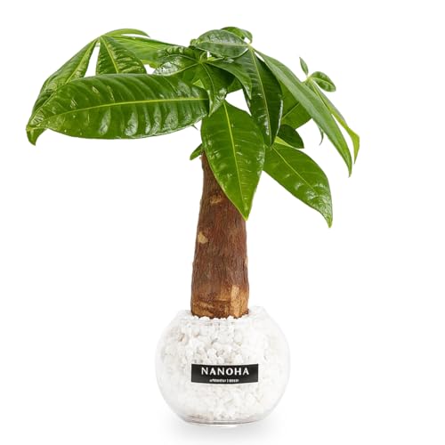 pL  KX{[ ۂe ygȂϗtA { ~j   CeA ͔| nChJ`[ NANOHA