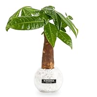 Amazon｜ガジュマル 白砂利 ガラスボール 土を使わず衛生的 観葉植物