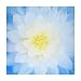 Hoffman Fabrics 0560466 Hoffman Digital Dream Big Flower 43inPanel French Blue