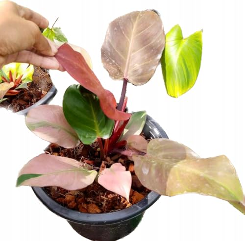 Garden Art Philodendron (Philo Red Cherry)