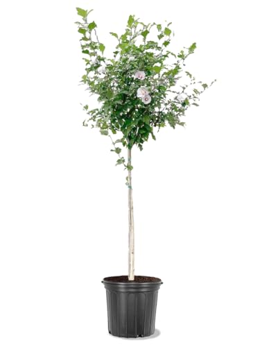 Althea White Bloom, Tree Form, Rose of Sharon, Deciduous, Cold Hardy, 5 gal, Nursery Pot, 3-4 ft Tree Height (Due to Agricultural Laws, we Cannot Ship to CA, AZ, AK, or HI)