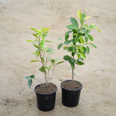 Bedroom Plants Set Of 2 - Ficus Panda in 6 Inch Nursery Pot-image-49
