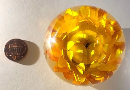 Image of 60mm Real Golden Everlasting Daisy Strawflower in Clear Lucite Resin Ball April Birth Month Flower Anniversary Wedding Engagement Valentine Mother's Day Gift Botanist Paperweight Display Collection