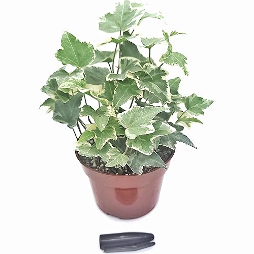 Hedera Helix Common Ivy 4" Pot or Kolibri English Ivy Live Houseplant - Healthy Houseplant - Easy Care Indoor or Outdoor Plant (Ships from California)
