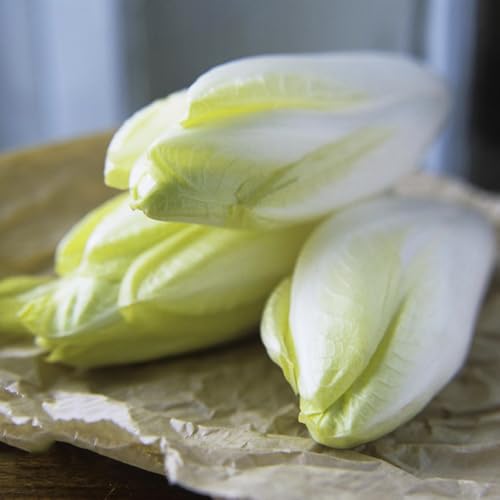 semillas de achicoria resistentes balcón invernadero, balcón de achicoria orgánicas viejas de resistentes 100pcs