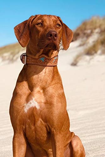 MICHUR Mariano Hundehalsband Leder, Lederhalsband Hund, Halsband, Beige Blau Braun, Leder, mit gestanzten blumigen Mustern, Halsumfang 35-43cm / Gesamtlänge 50cm