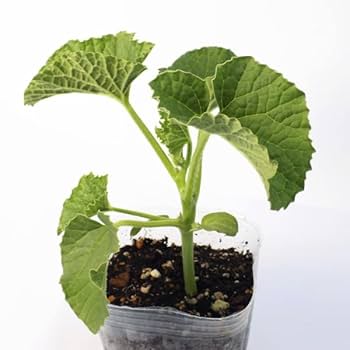 マクワウリ　10kg入り mensore_makuwauri01