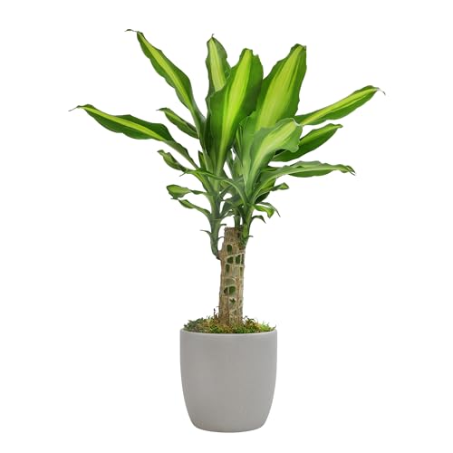 'Sunrise' Corn Plant Dracaena Plant Live Plant Decor, Office Desk Plant, Live Indoor House Plants...