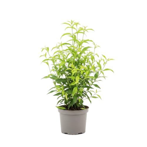 Galán de Noche Planta Natural Cestrum Nocturnum en Maceta de 17 cm | DECOALIVE