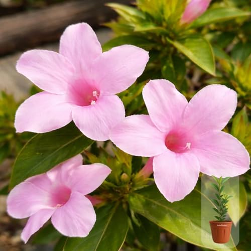 Image of Indian Gardens - Light Pink Colour Barleria cristata /Decemeber flower plant 6 Inch (Terracotta)
