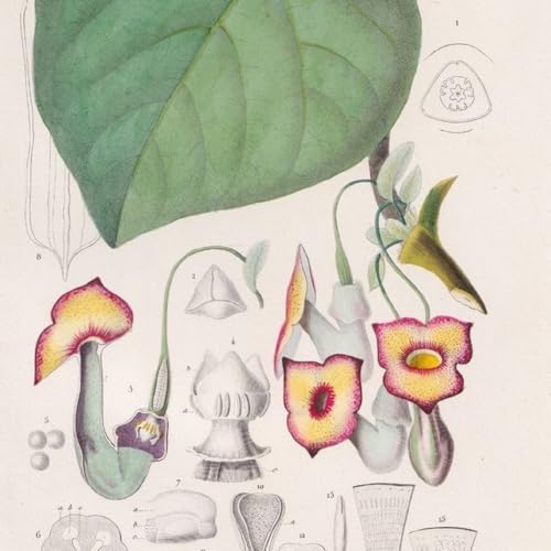『Show 267: Akebia quinata, Ampelopsis and Aristolochia』のカバーアート