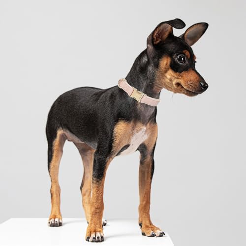 YUDOTE Hundehalsband aus Weichem Leder mit Sicherheits-Schnellverschluss-Metallschnalle, Natürliche Baumwolle, Gepolstertes Kunstlederhalsband für Kleine Hunde mit Empfindlicher Haut, Hellrosa