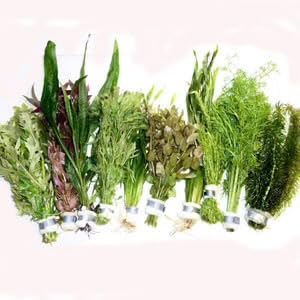 5X Bunches of Premium Aquatic Fish Tank Plants.