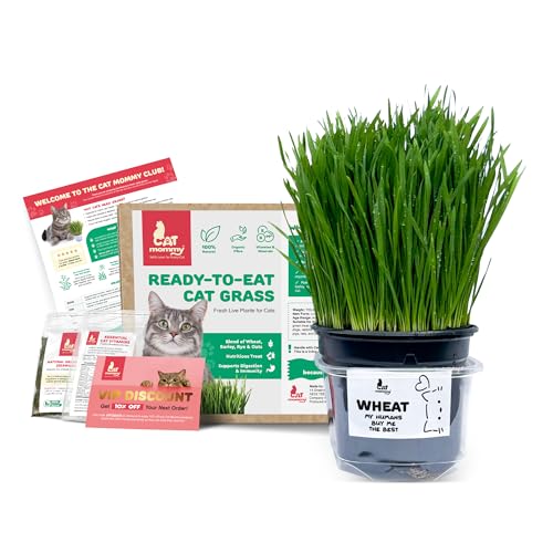 Fresh Live Cat Grass | A Taste of the Outdoors for Indoor Cats | Ready to Eat | Grown in the UK | Aids Digestion & Hairballs | By Cat Mommy (One Wheat)