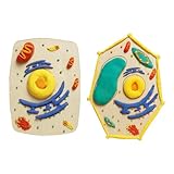 Ensemble De Modélisation De Structure Cellulaire Convivial Aide Pédagogique En Biologie ...