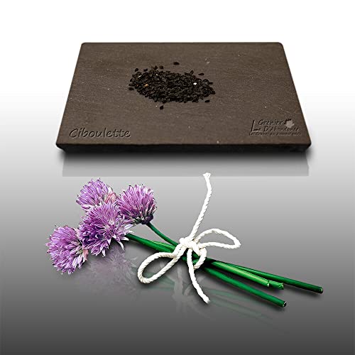 150 graines Aromatiques à semer - Le Grenier d'Abondance - CIBOULETTE - Allium schoenoprasum