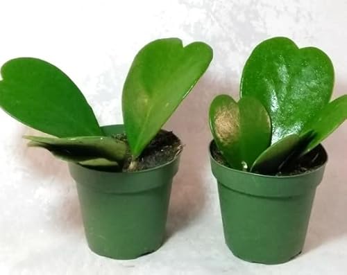 Two Hoya Kerrii Sweetheart Plant 4'' Pot #TOP2