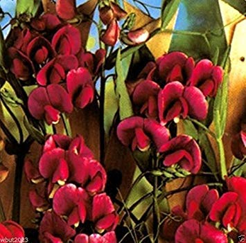 Sweet Pea Pearl Red Seeds