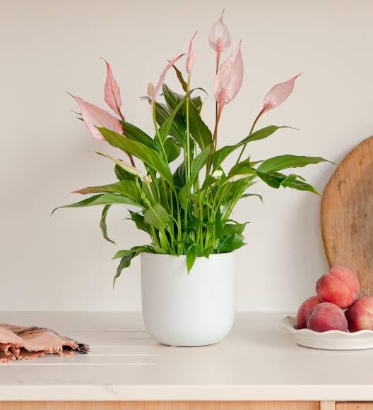 BISWAS PLANTS HOUSE' Live Indoor Pease Lily "Spathiphyllum wallisii" Pink Live Plant Pack Of-1 Healthy Plant For Home Office Table-image-24