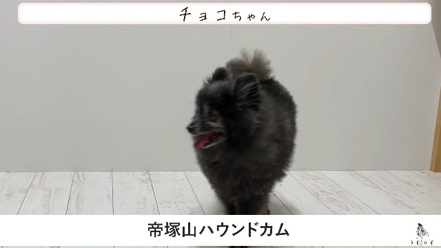Amazon.co.jp: [帝塚山ハウンドカム] 愛犬愛猫用 歯石取りペンチ
