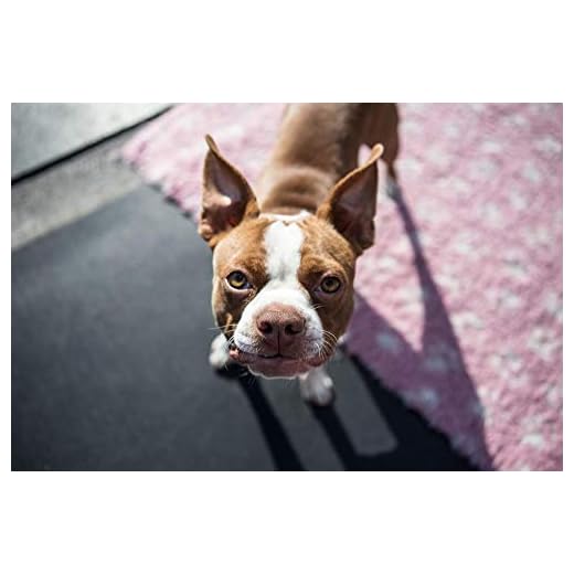 5D Diamantmålning Boston Terrier valp kristall strass broderi bilder gör-det-själv för dekor väggklistermärken 40 x 50 cm