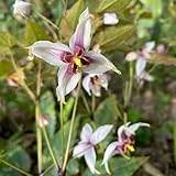 150 piezas Semillas de plantas de flores de hadas - jardín de plantas, plantas exóticas Epimedium alpino - plantas de jardín en macetas, regalos de jardín para hombres, cobertura del