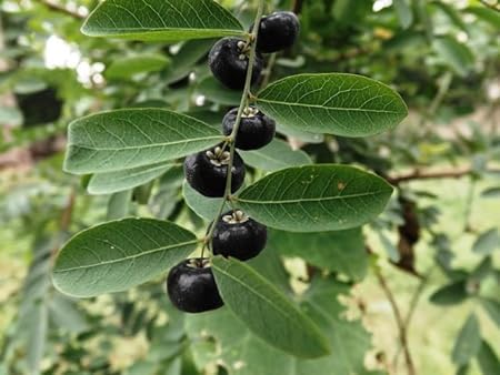 Karumboola Live Plant/Phyllanthus reticulatus/Karunelli Live Plant Hair Colour - 1 No. (B0CL49PCBX) Amazon Price History, Amazon Price Tracker