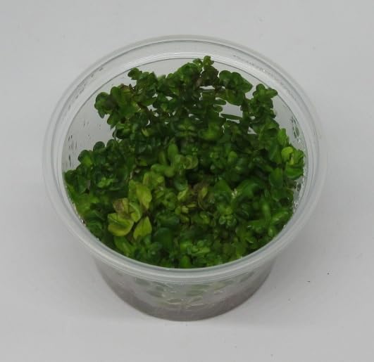 florari In-Vitro Rotala indica Bonsai/Bonsai Rotala