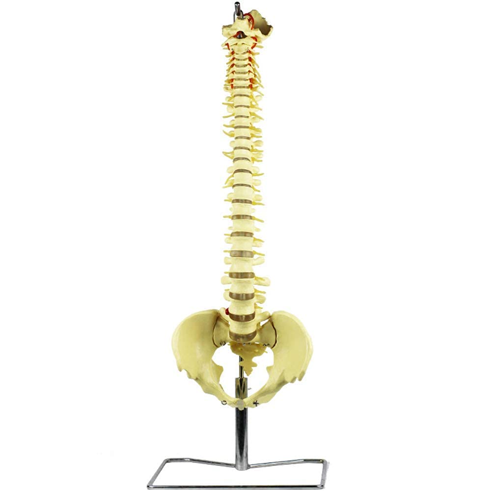 Buy Vertebral Column Model Human Spine Model Life Size Nerve Spine