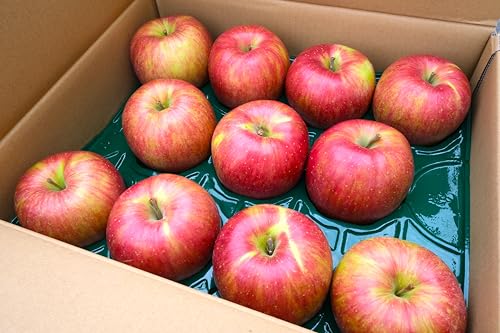 XY ʂ i킨܂ ƒp󂠂i 10kg (10LOiN[ցj)