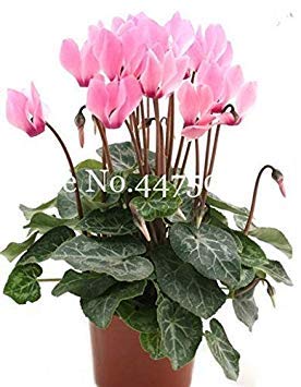 . 50 pc Misti Ciclamino Fiori, Piante in Vaso per Interni, da Fiore perenne pianta Piante Fiore Cyclamen a Balcone Giardino: 11