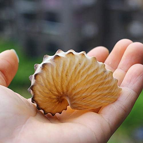 Yellow 5cm Sea Snail Natural Conch Shells Large Seashells Specimen Home Fish Tank Marine Decoration DIY Craft Handmade Seashell Wedding Festival Party Home Ornaments Great Gifts