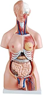 85Cm Torso Model - Human Torso Body Model, 23 Parts Torso Asexual Anatomical Model, Advanced Painted - Organs Medical Teaching Model