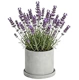 Ekirlin 7 Inch Flower Plant Pot Indoor, Natural Grey Cement Planters Concrete Planter with Drain Hole Saucer Tray, Modern Succulents Containers, Garden Pots for Home Decor, Outdoor & Garden Plants