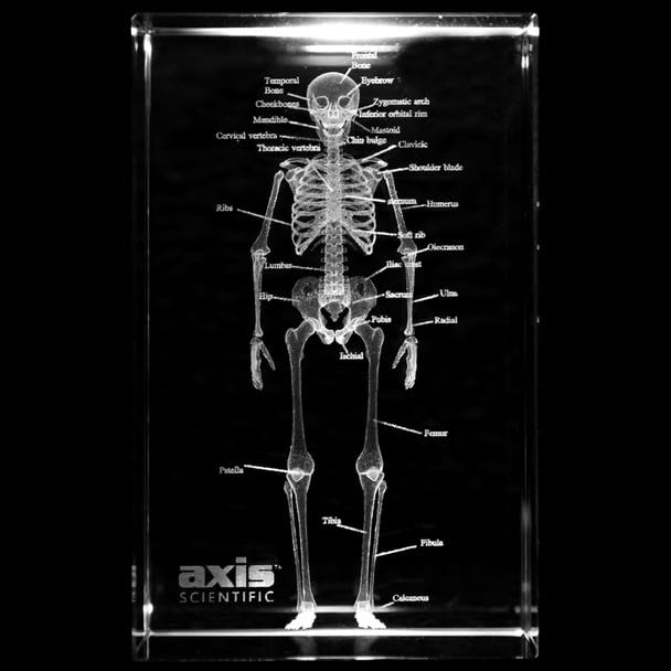Axis Scientific 3D Etched Glass Human Skeleton Model - Made from Thick Durable Glass - Perfect for Gifting and Display - Laser Etched - Great for Home or Office