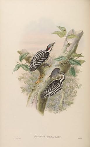 Poster Animal Oiseau John Gould SERENDIPITP pour un Salon Moderne au Style Graffiti Chic