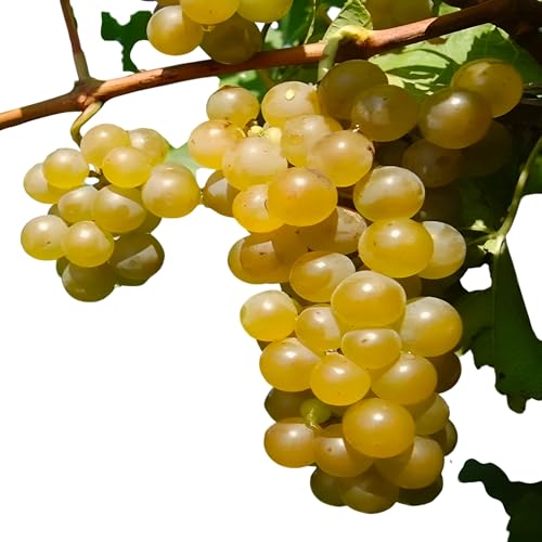 Seyval Blanc Grape Vine Plant, Hardy White, 1 Gallon